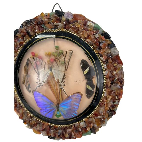 Vintage Real 4 Butterfly Taxidermy Round Convex Glass Stone Frame Brazil - Picture 4 of 5